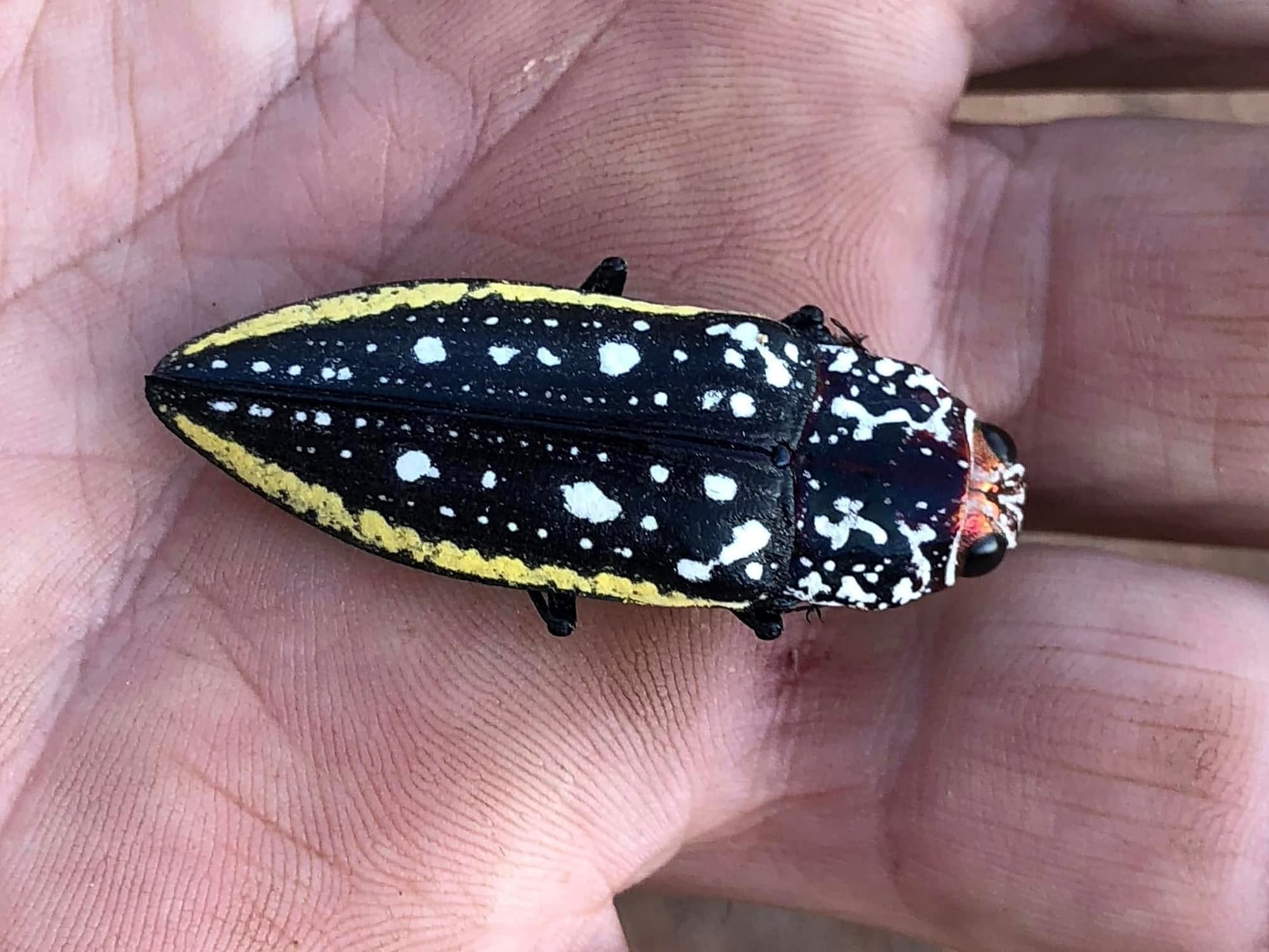 Revision of the genus Chalcophorataenia in Australia