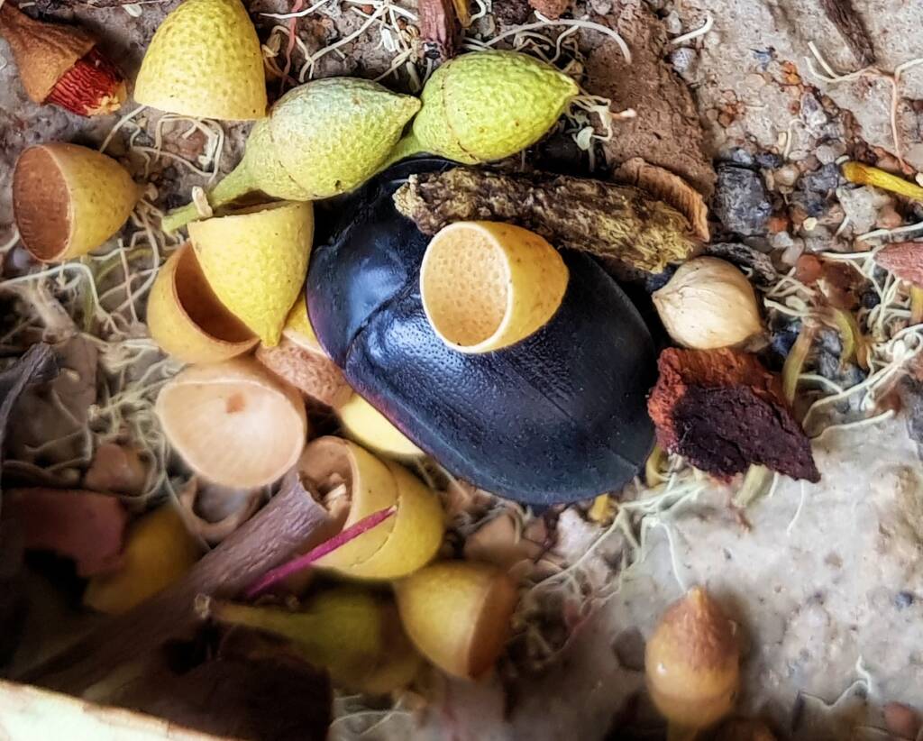 Blue Pie-dish Beetle (Pterohelaeus sp), Alice Springs NT