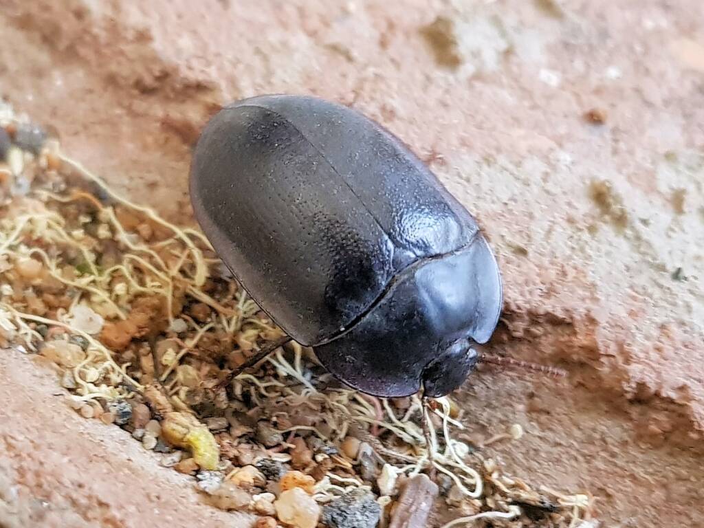 Blue Pie-dish Beetle (Pterohelaeus sp), Alice Springs NT