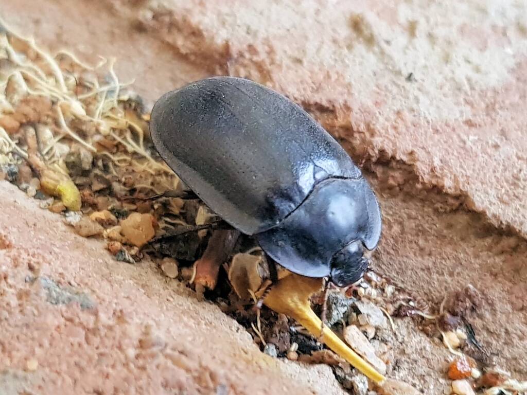 Blue Pie-dish Beetle (Pterohelaeus sp), Alice Springs NT
