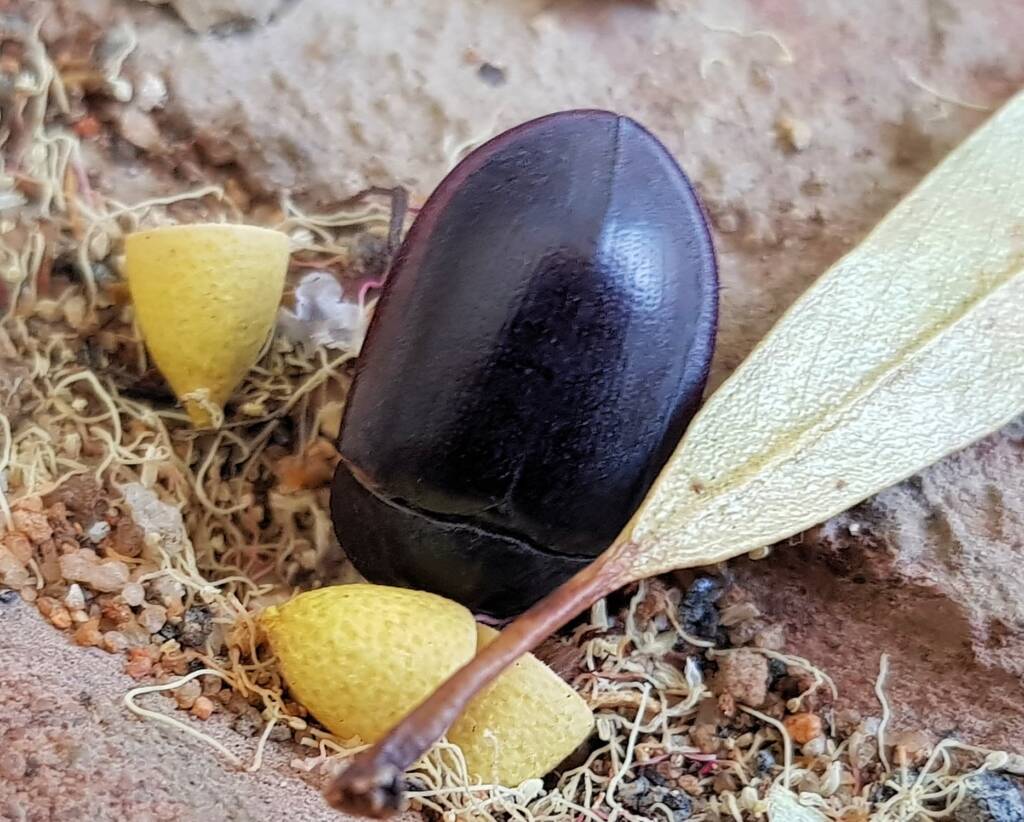 Blue Pie-dish Beetle (Pterohelaeus sp), Alice Springs NT