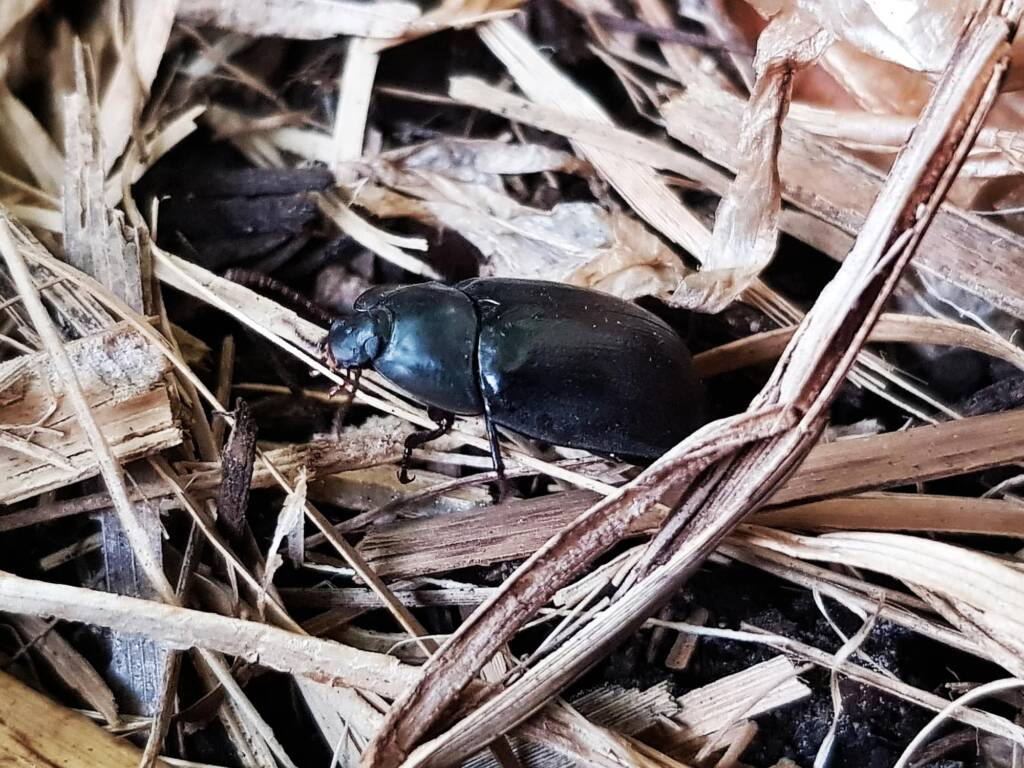 Blue Pie-dish Beetle (Pterohelaeus sp), Alice Springs NT