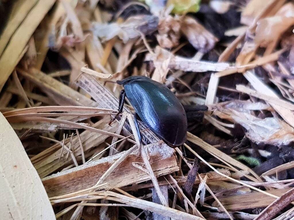 Blue Pie-dish Beetle (Pterohelaeus sp), Alice Springs NT
