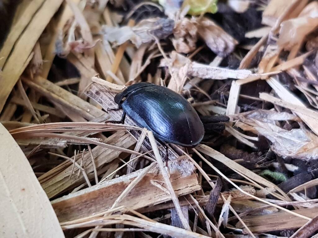Blue Pie-dish Beetle (Pterohelaeus sp), Alice Springs NT