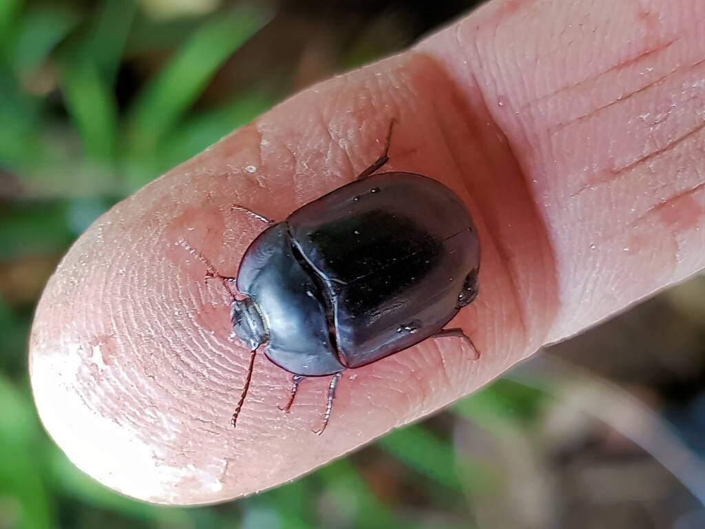 Blue Pie-dish Beetle (Pterohelaeus sp), Alice Springs NT