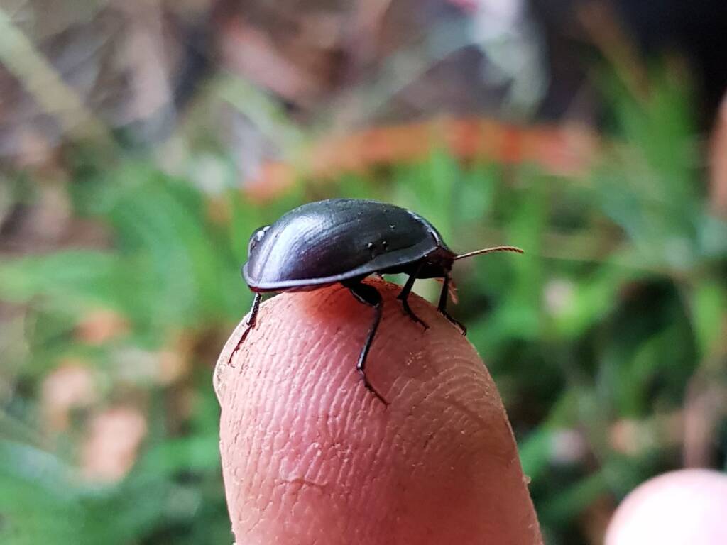 Blue Pie-dish Beetle (Pterohelaeus sp), Alice Springs NT