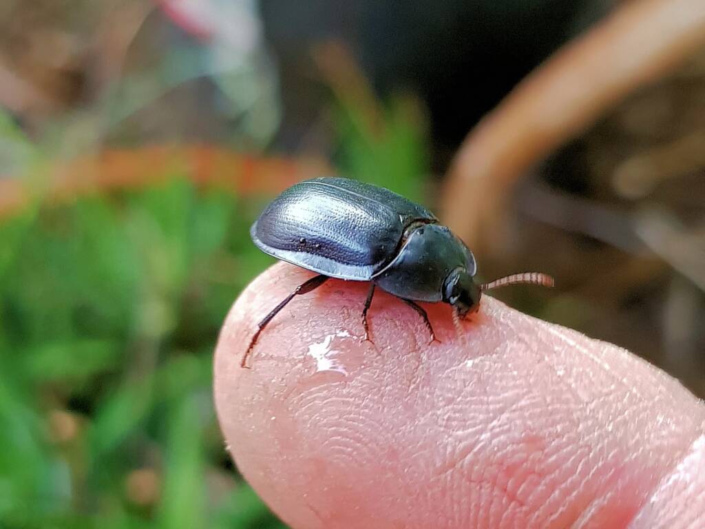 Blue Pie-dish Beetle (Pterohelaeus sp), Alice Springs NT