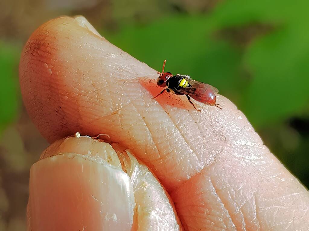 Red-headed Masked Bee (Hylaeus ruficeps), Alice Springs NT