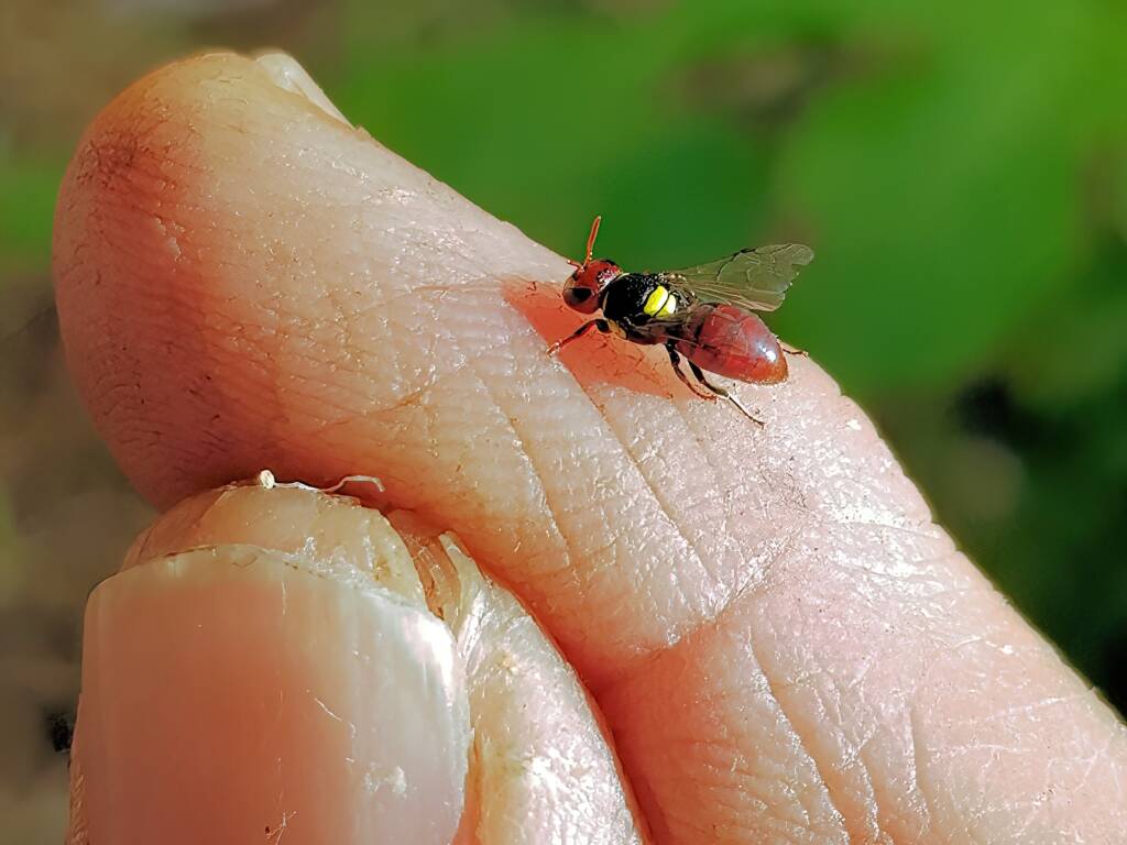 Red-headed Masked Bee (Hylaeus ruficeps), Alice Springs NT