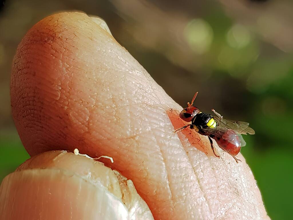 Red-headed Masked Bee (Hylaeus ruficeps), Alice Springs NT