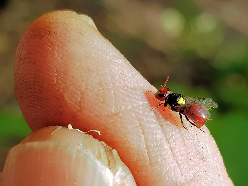 Red-headed Masked Bee (Hylaeus ruficeps), Alice Springs NT