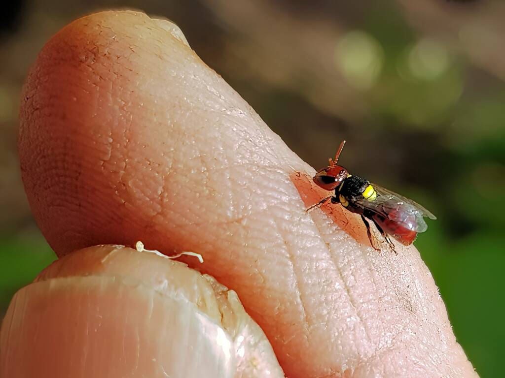 Red-headed Masked Bee (Hylaeus ruficeps), Alice Springs NT