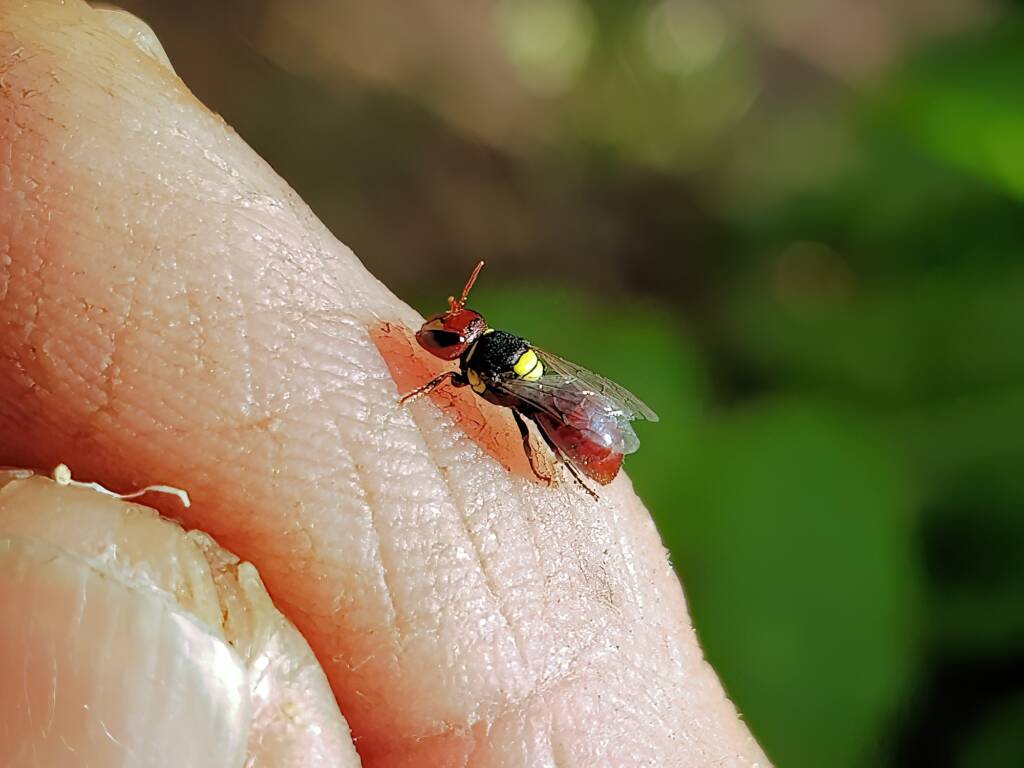 Red-headed Masked Bee (Hylaeus ruficeps), Alice Springs NT