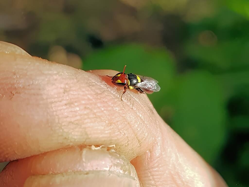 Red-headed Masked Bee (Hylaeus ruficeps), Alice Springs NT