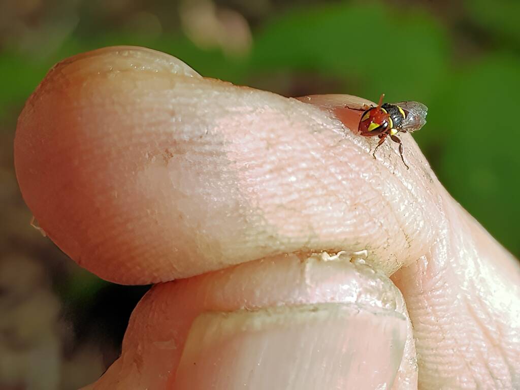 Red-headed Masked Bee (Hylaeus ruficeps), Alice Springs NT