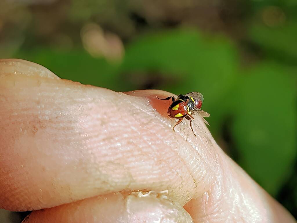 Red-headed Masked Bee (Hylaeus ruficeps), Alice Springs NT