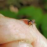 Red-headed Masked Bee (Hylaeus ruficeps), Alice Springs NT