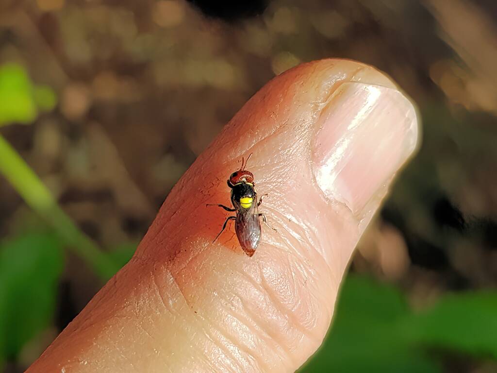 Red-headed Masked Bee (Hylaeus ruficeps), Alice Springs NT