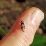 Red-headed Masked Bee (Hylaeus ruficeps), Alice Springs NT