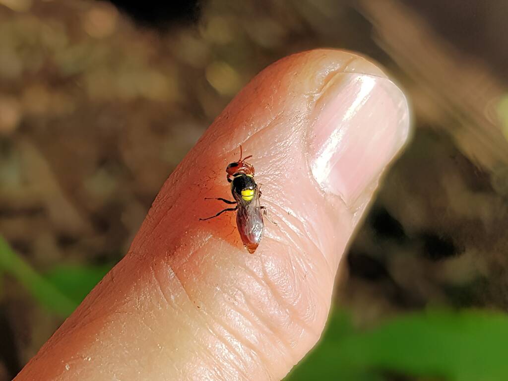 Red-headed Masked Bee (Hylaeus ruficeps), Alice Springs NT