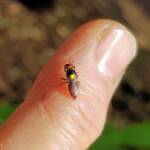 Red-headed Masked Bee (Hylaeus ruficeps), Alice Springs NT