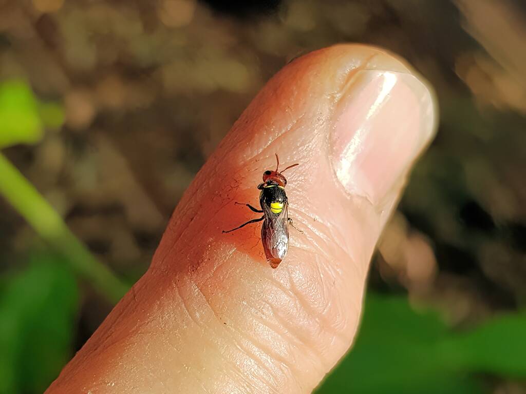Red-headed Masked Bee (Hylaeus ruficeps), Alice Springs NT