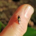 Red-headed Masked Bee (Hylaeus ruficeps), Alice Springs NT