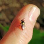 Red-headed Masked Bee (Hylaeus ruficeps), Alice Springs NT