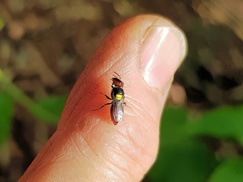 Red-headed Masked Bee (Hylaeus ruficeps), Alice Springs NT