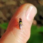 Red-headed Masked Bee (Hylaeus ruficeps), Alice Springs NT