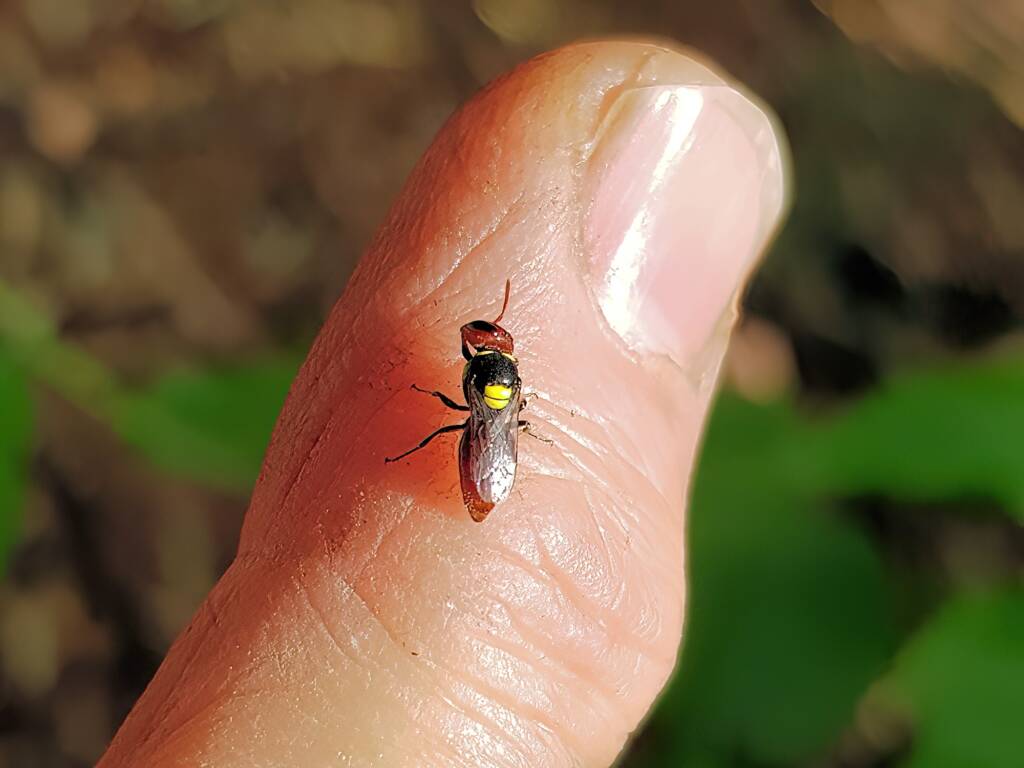 Red-headed Masked Bee (Hylaeus ruficeps), Alice Springs NT