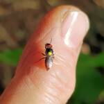 Red-headed Masked Bee (Hylaeus ruficeps), Alice Springs NT