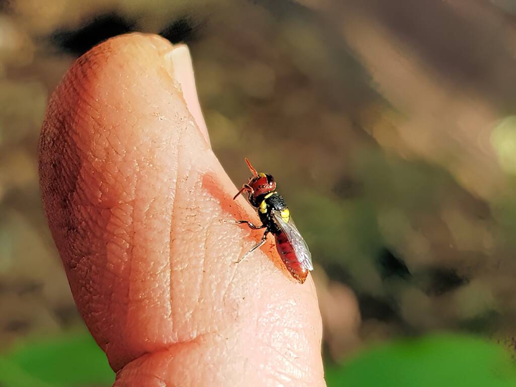 Red-headed Masked Bee (Hylaeus ruficeps), Alice Springs NT