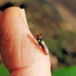 Red-headed Masked Bee (Hylaeus ruficeps), Alice Springs NT