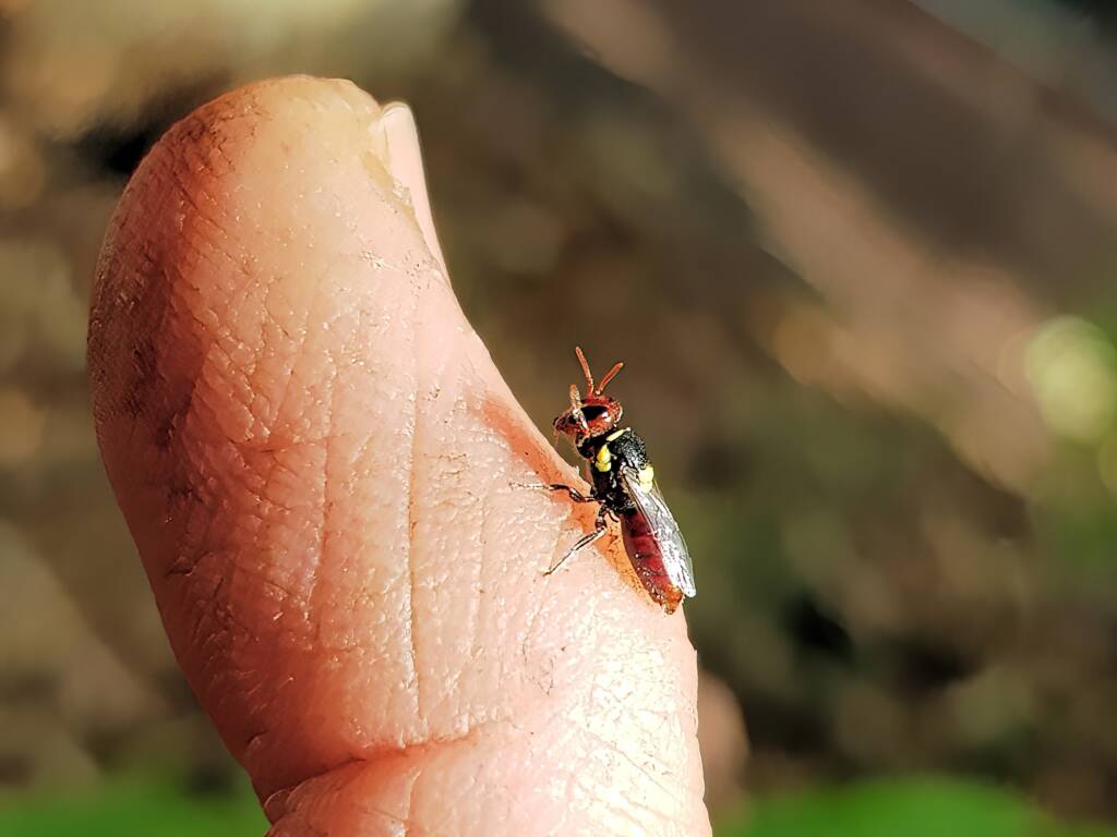 Red-headed Masked Bee (Hylaeus ruficeps), Alice Springs NT
