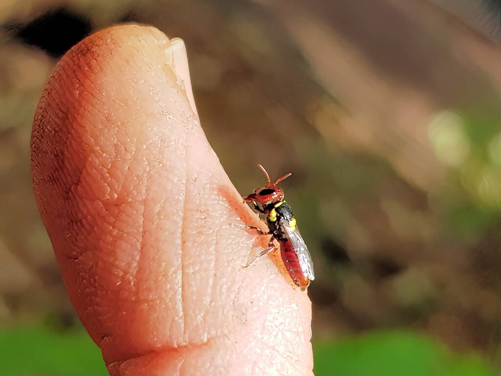 Red-headed Masked Bee (Hylaeus ruficeps), Alice Springs NT
