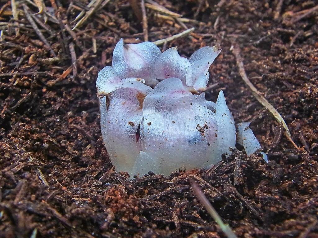 Rhizanthella johnstonii (Southern Underground Orchid), Goldfields Esperance Region WA © Terry Dunham
