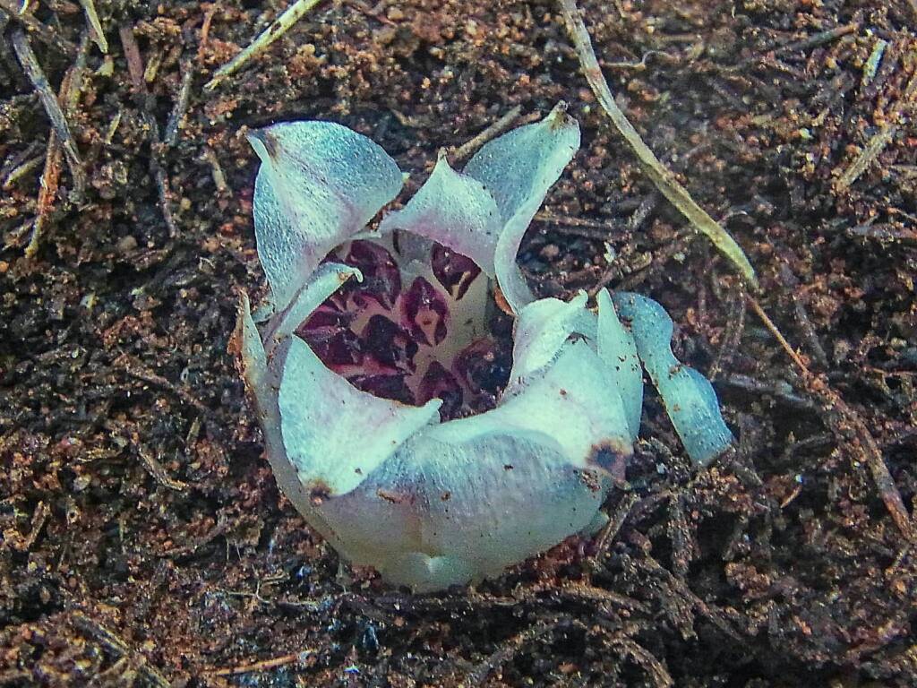 Rhizanthella johnstonii (Southern Underground Orchid), Goldfields Esperance Region WA © Terry Dunham