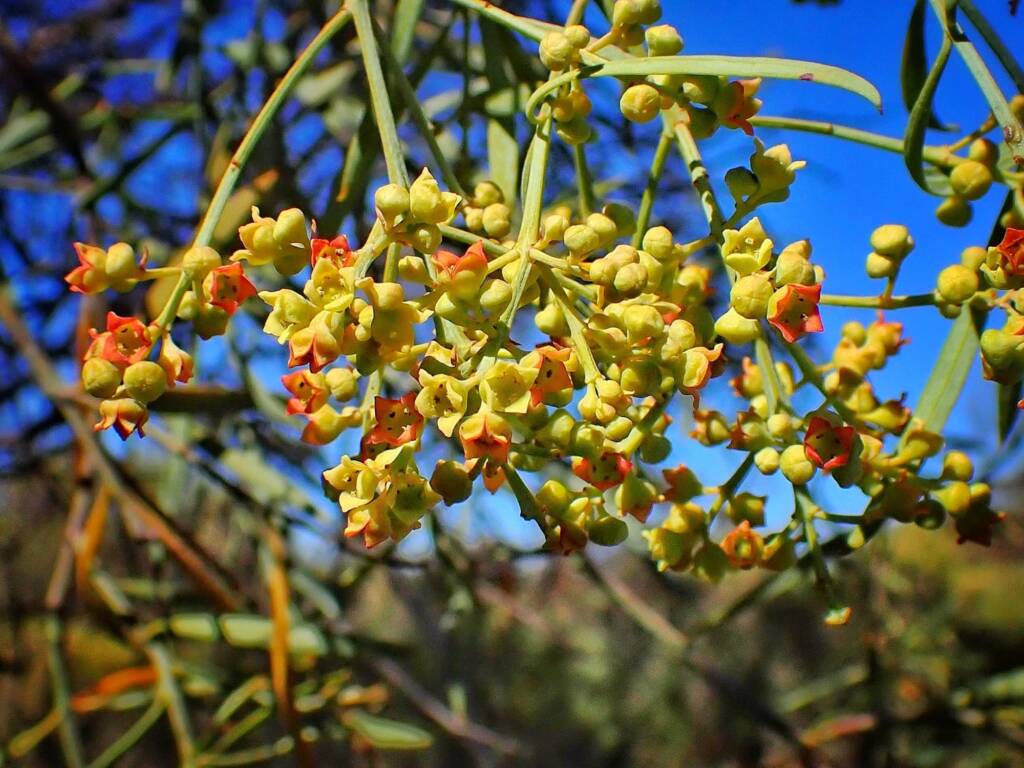 Santalum murrayanum (Bitter/Weeping Quandong), Great Southern Region WA © Terry Dunham