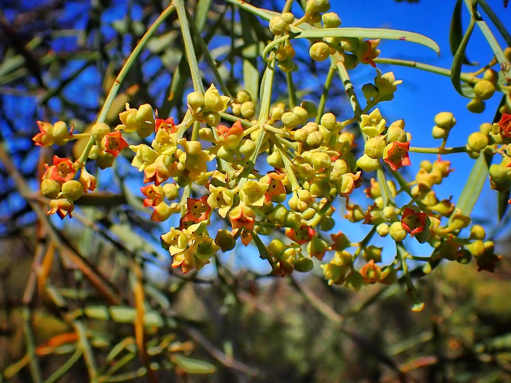 Santalum murrayanum (Bitter/Weeping Quandong), Great Southern Region WA © Terry Dunham