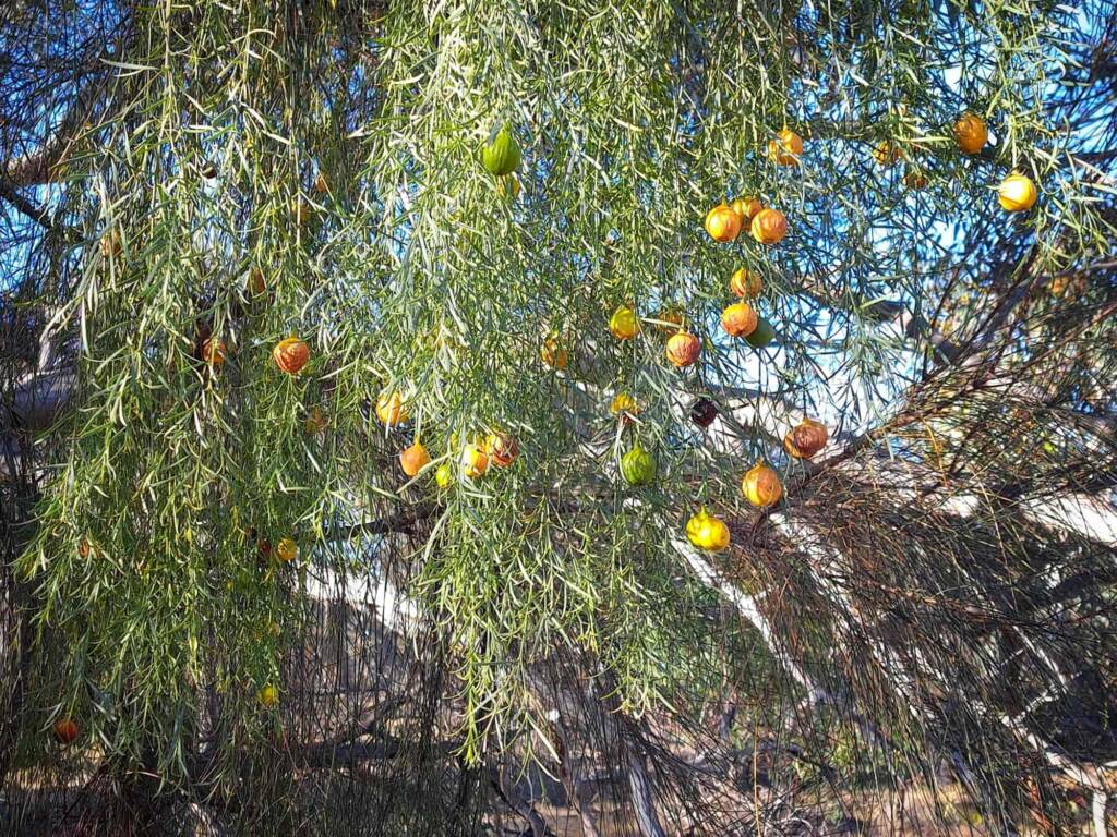 Santalum murrayanum (Bitter/Weeping Quandong), Great Southern Region WA © Terry Dunham