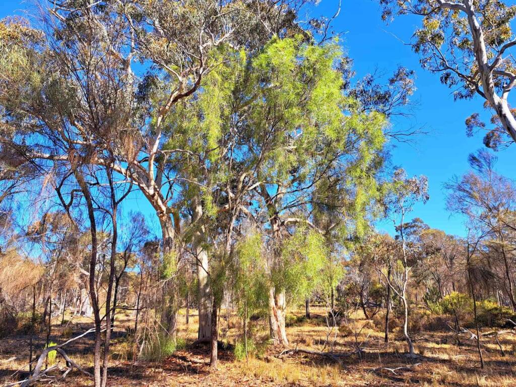 Santalum murrayanum (Bitter/Weeping Quandong), Great Southern Region WA © Terry Dunham