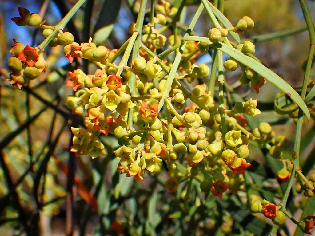 Santalum murrayanum (Bitter/Weeping Quandong), Great Southern Region WA © Terry Dunham