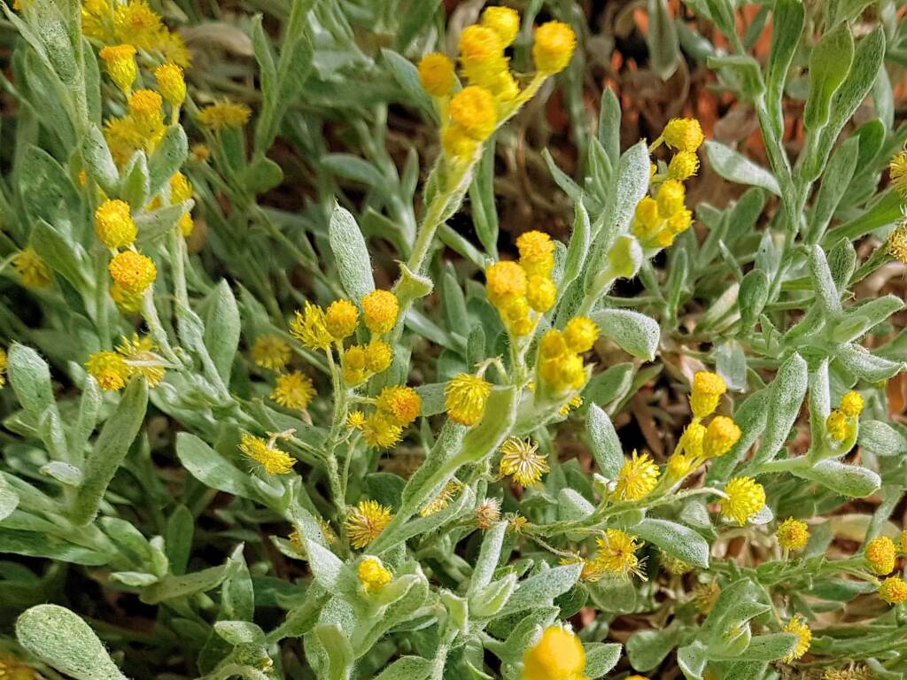 Small Yellow Button (Chrysocephalum apiculatum), Alice Springs Desert Park NT
