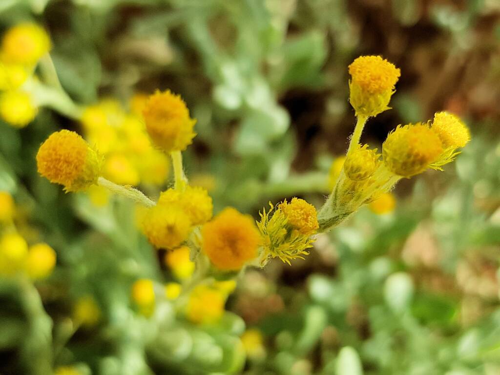 Small Yellow Button (Chrysocephalum apiculatum), Alice Springs Desert Park NT