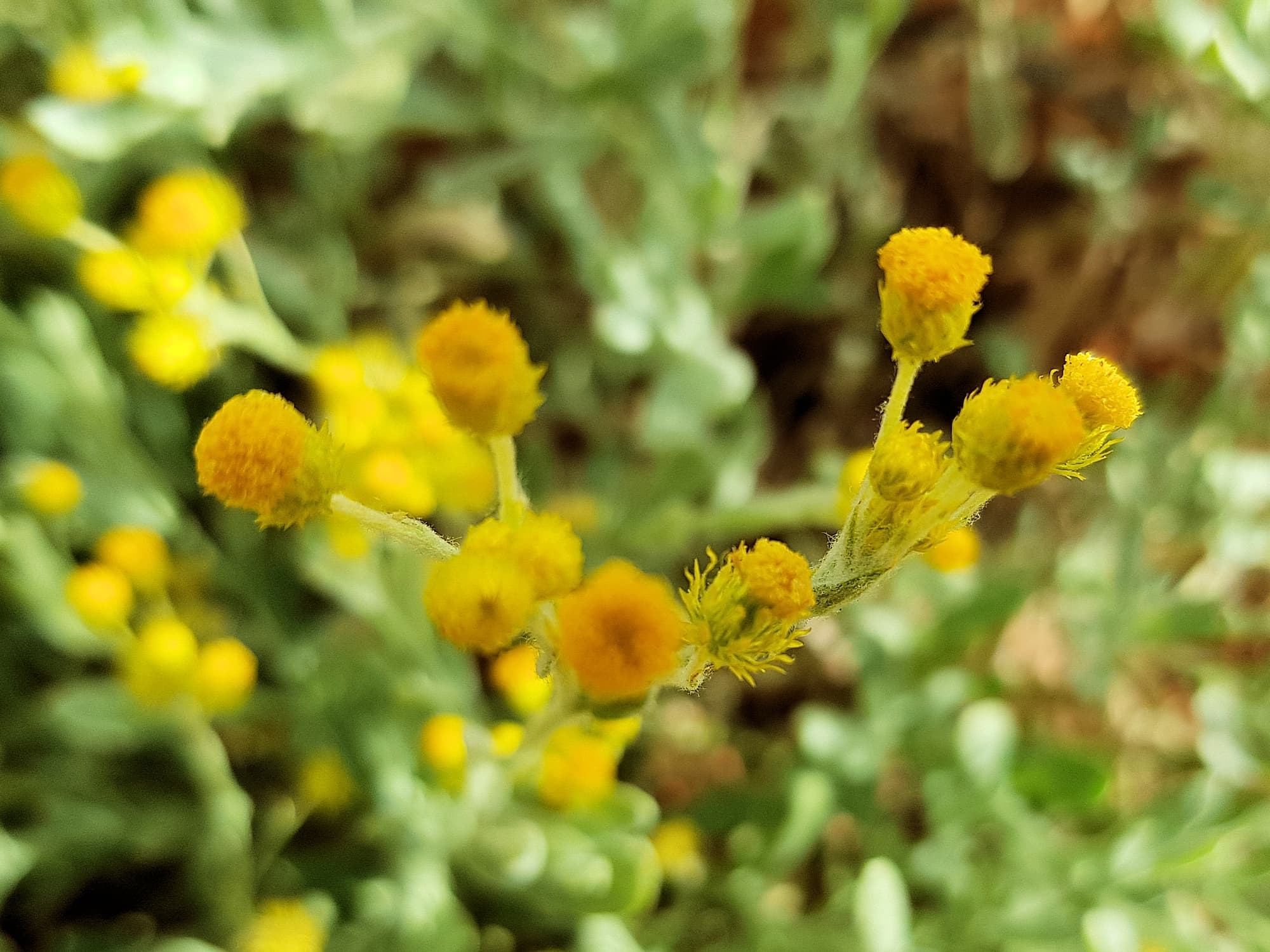 Small Yellow Button (Chrysocephalum apiculatum), Alice Springs Desert Park NT