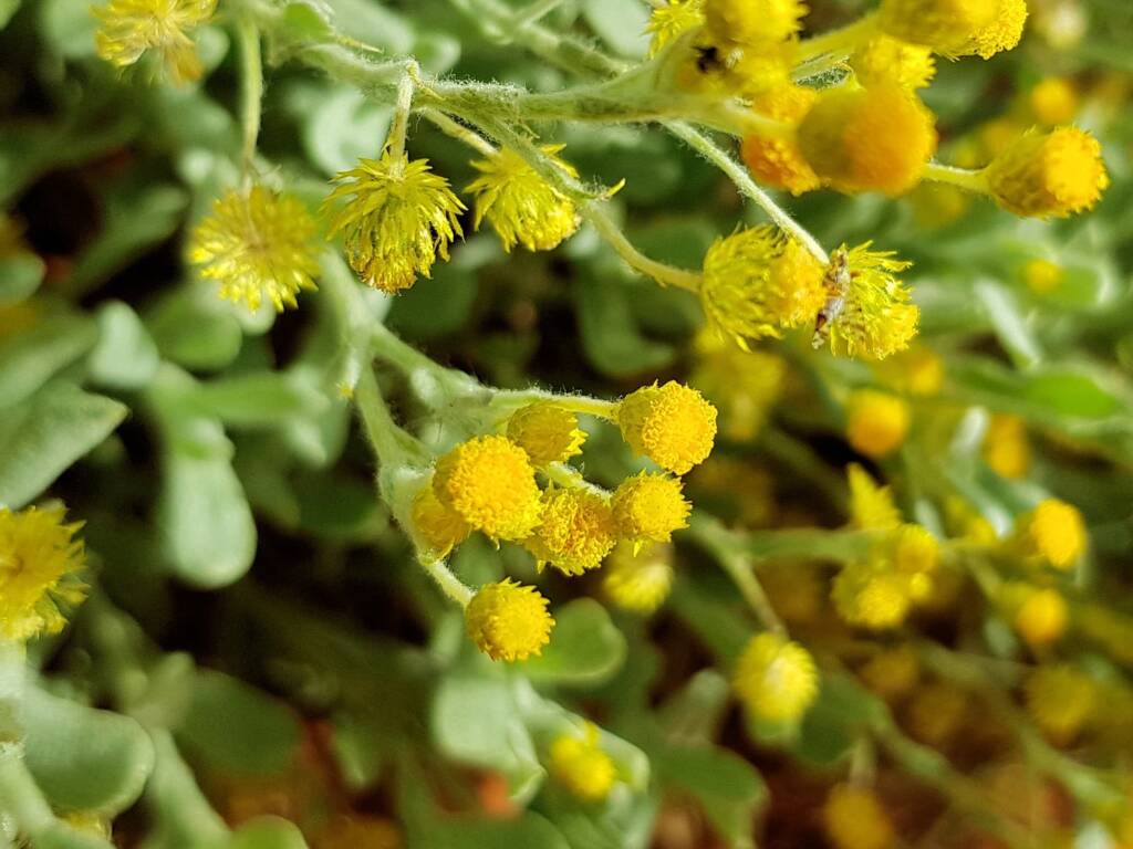 Small Yellow Button (Chrysocephalum apiculatum), Alice Springs Desert Park NT