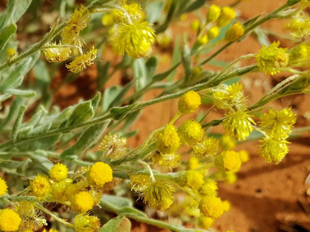 Small Yellow Button (Chrysocephalum apiculatum), Alice Springs Desert Park NT