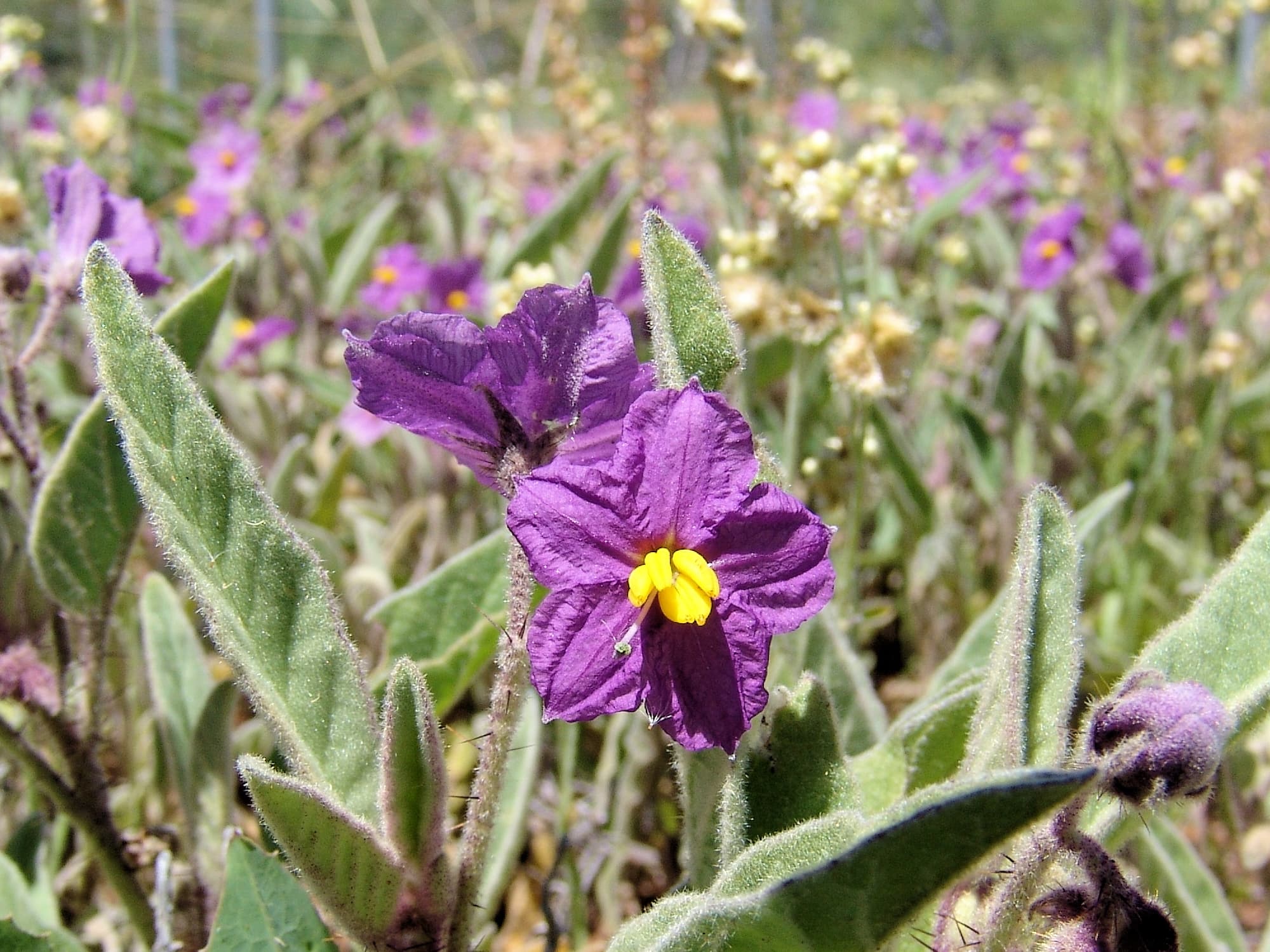 Native Tomato (Solanum ellipticum), Alice Springs Desert Park NT