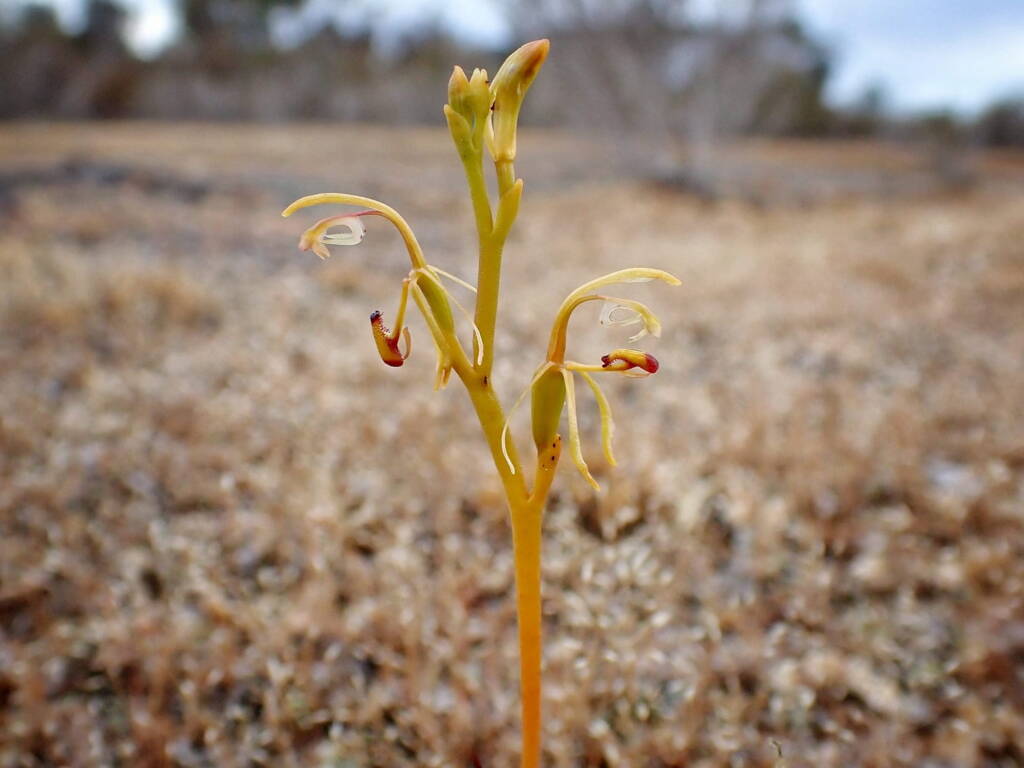 Spiculaea ciliata (Elbow Orchid), Great Southern Region WA © Terry Dunham